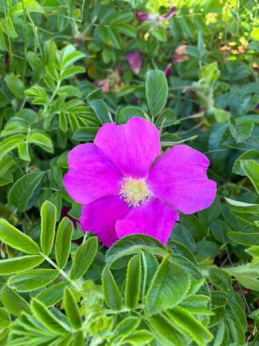 rugosa rose