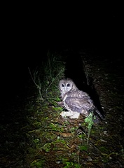 Strix occidentalis caurina