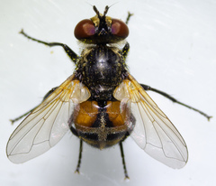 Gymnoclytia occidentalis