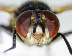 Gymnoclytia occidentalis