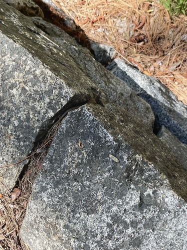iNaturalist observation photo of Colubrid Snakes