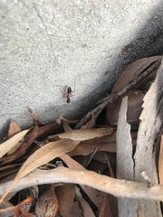 Camponotus nigriceps