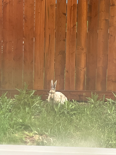 White-tailed Jackrabbit observed by yzhe053