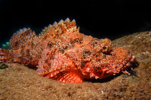 Jenkin's Scorpionfish