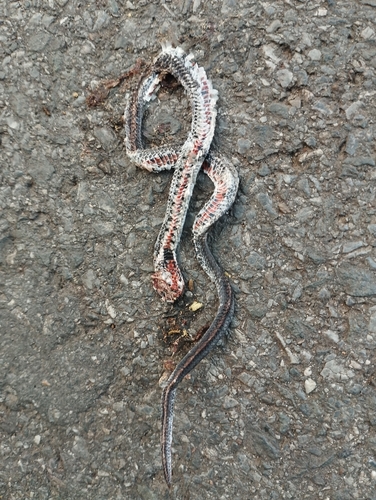 Eberhardt's Kukri Snake