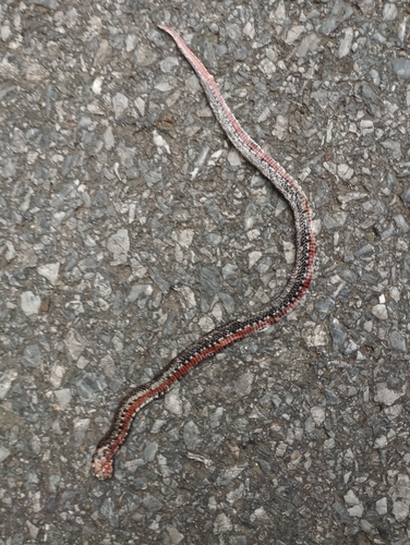Eberhardt's Kukri Snake