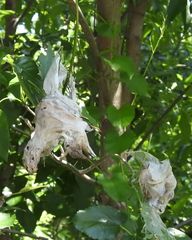 Aleiodes malacosomatos