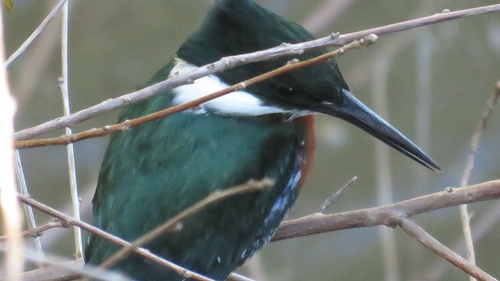 Green Kingfisher