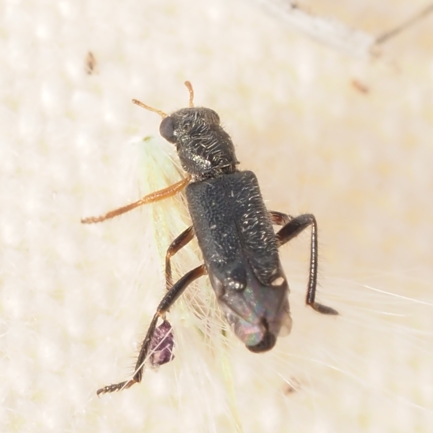 Wolcottia pedalis