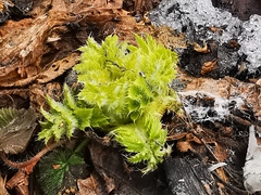 Cirsium kamtschaticum