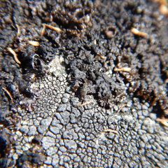 Entomobrya comparata