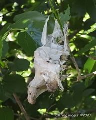 Aleiodes malacosomatos