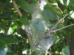 Aleiodes malacosomatos