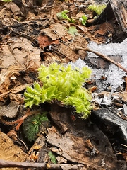 Cirsium kamtschaticum