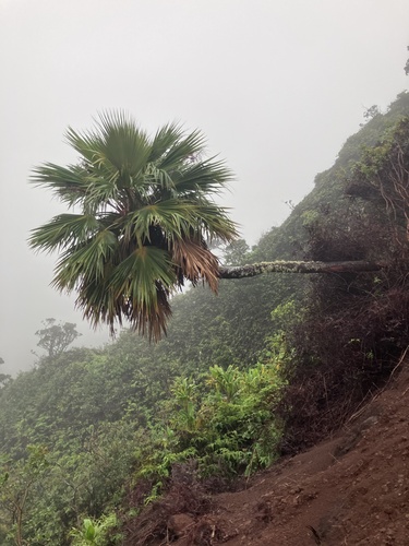 Pritchardia kahukuensis observed 2026-05-31