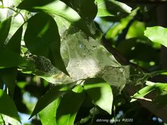 Aleiodes malacosomatos