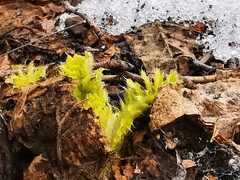 Cirsium kamtschaticum