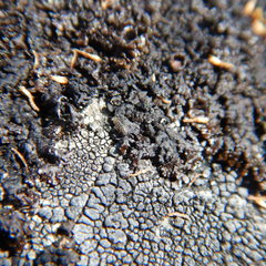 Entomobrya comparata