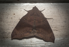 Bastilla hamatilis