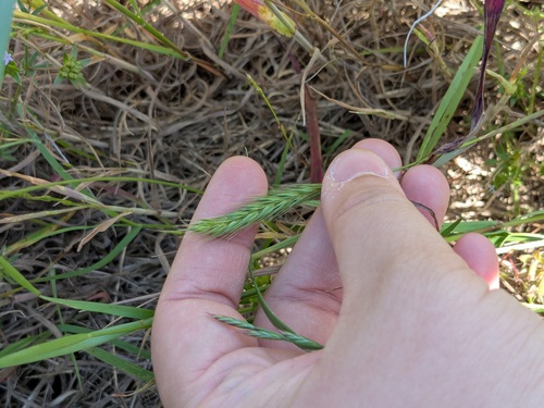 Hordeum pusillum, photograph 4