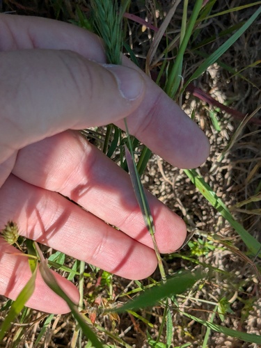 Hordeum pusillum, photograph 3