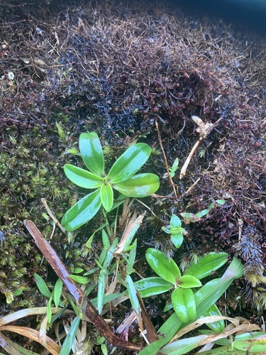 Schiedea observed 2026-05-31