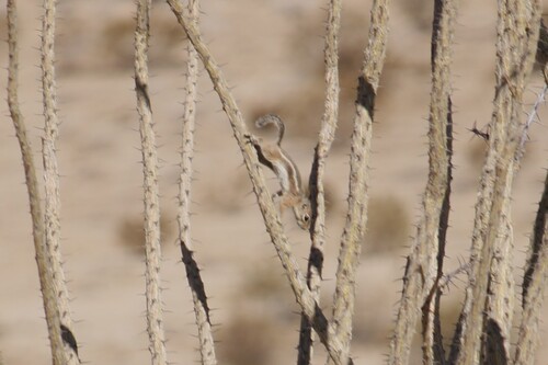White-tailed Antelope Squirrel observed by stiviflowers