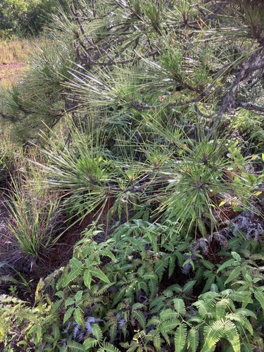 Pinus elliottii observed 2026-05-31