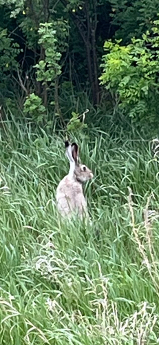 White-tailed Jackrabbit observed by that_micicle