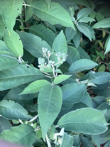 Solanum mauritianum observed 2026-05-31