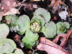 Chrysosplenium kamtschaticum