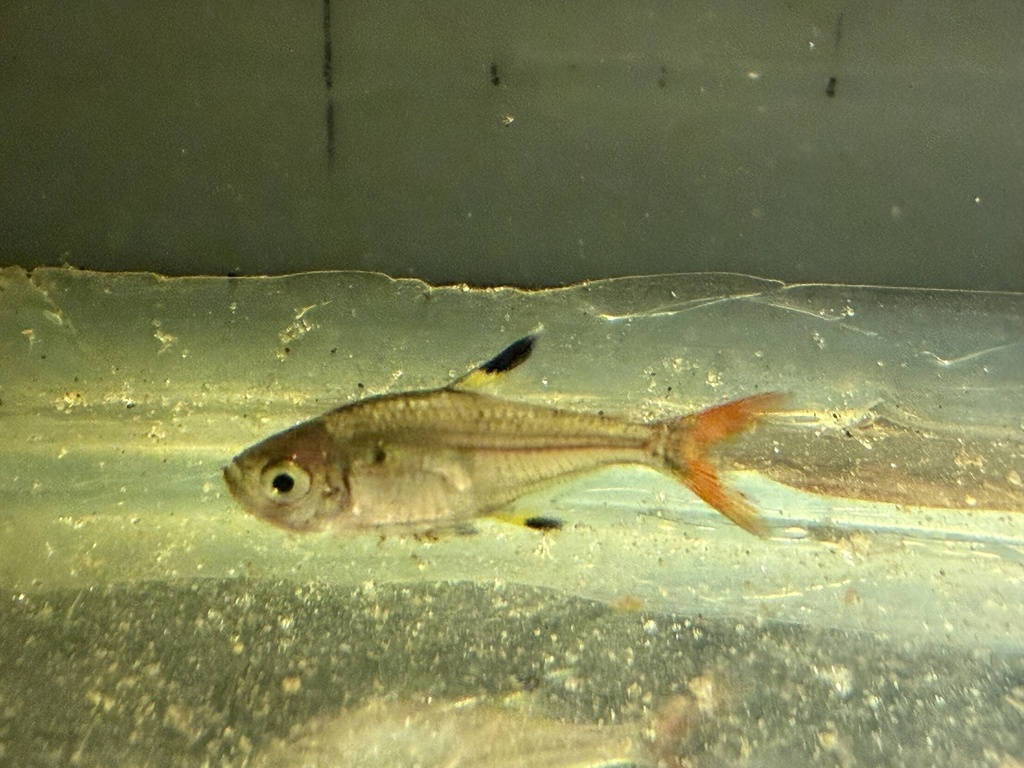 X-ray tetra (Pristella maxillaris) — Characidae