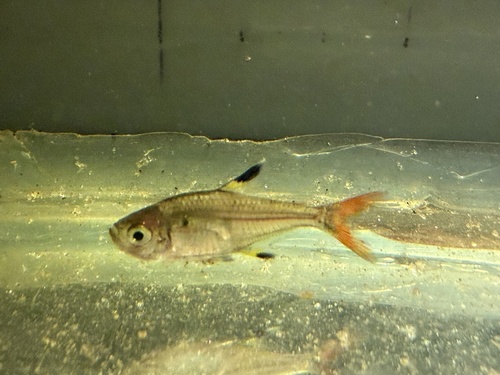 X-ray tetra (Pristella maxillaris) — Characidae