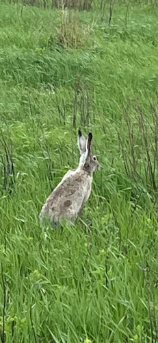 White-tailed Jackrabbit observed by that_micicle