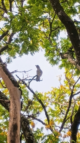 Common Potoo