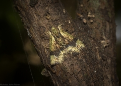 Tamba conscripta