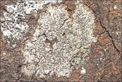 Halegrapha mucronata