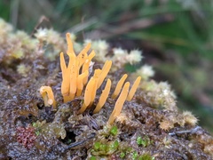 Calocera guepinioides