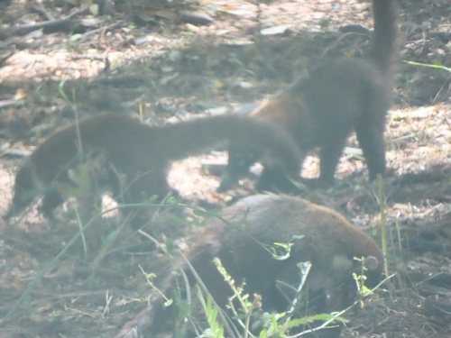 White-nosed Coati observed by kim323