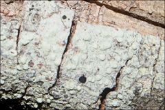 Pertusaria pertractata