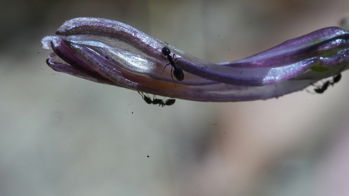 Monomorium ergatogyna