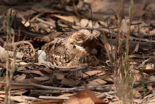 Red-necked Nightjar