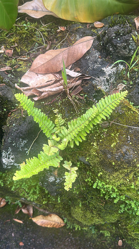 Nephrolepis brownii observed 2026-06-01