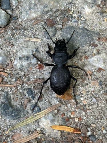 Greater Night-stalking Tiger Beetle