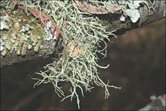 Usnea inermis