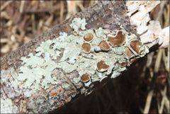 Austroparmelina pseudorelicina