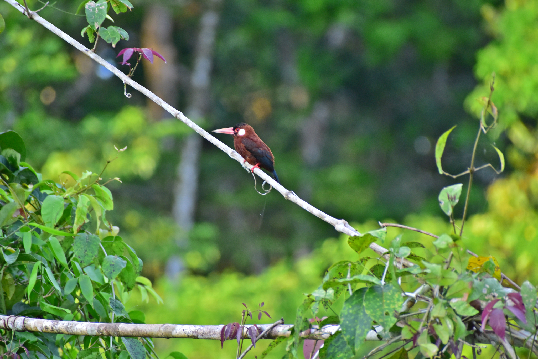 White-eared Jacamar (Galbalcyrhynchus leucotis), photo 4