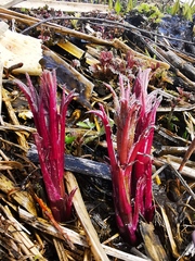Jacobaea cannabifolia