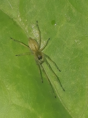 Cheiracanthium