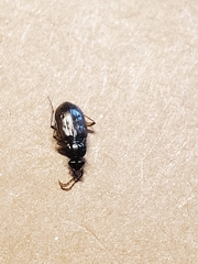 Loricera